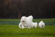 Samoyed dog