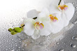 white beautiful orchids with drops