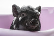 a cute little black piggy having bath - funny concept