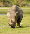 Photo: Rhino in the wild Rhino in the wild