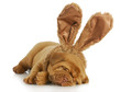 dog wearing bunny ears