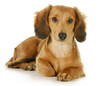 Photo: miniature dachshund miniature dachshund