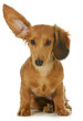 dog listening