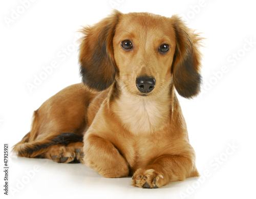 Photo: miniature dachshund miniature dachshund