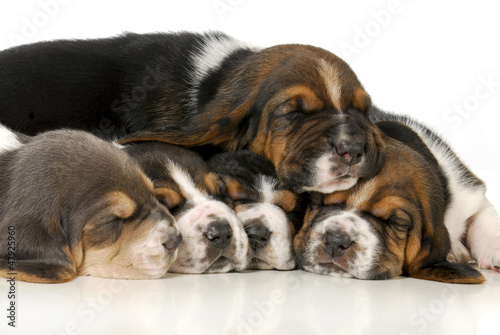 Photo: pile of puppies pile of puppies