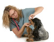 veterinary care