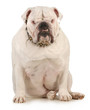 Photo: guard dog guard dog