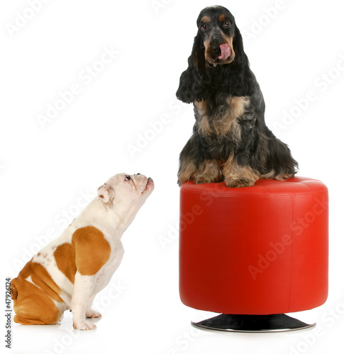 Photo: two dogs playing two dogs playing