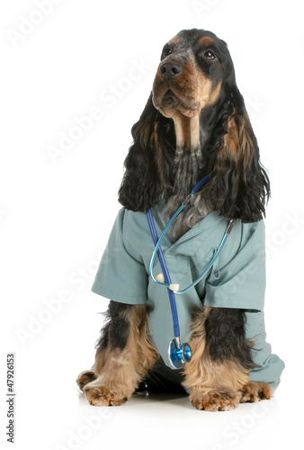 Photo: veterinary care veterinary care