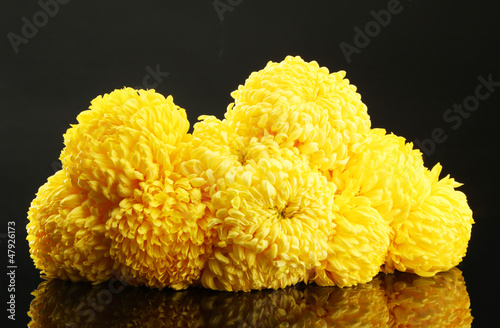 Photo: bright yellow chrysanthemums, on black background bright yellow chrysanthemums, on black background