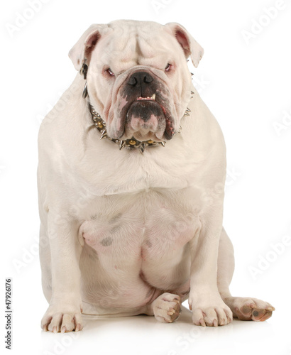 Photo: guard dog guard dog
