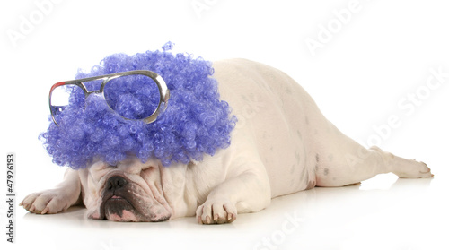 Photo: dog clown dog clown