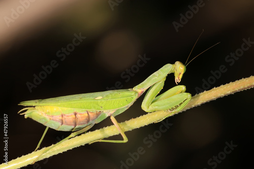 Photo: closeup of mantis closeup of mantis