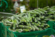 Photo: Long cucumbers on boxes in supermarket Long cucumbers on boxes in supermarket