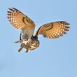 Eagle owl flying for a kill