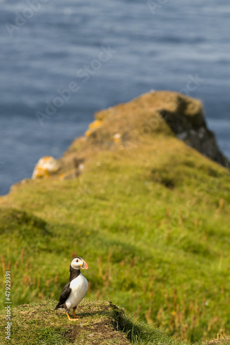 Photo: A colorful Puffin Portrait on grass and blue background A colorful Puffin Portrait on grass and blue background