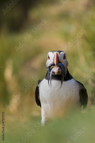 Photo: A colorful Puffin while holding fishes in the beak A colorful Puffin while holding fishes in the beak