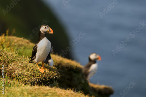 Photo: Two colorful Puffin Portrait isolated in natural enviroment Two colorful Puffin Portrait isolated in natural enviroment