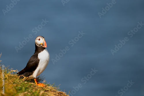 Photo: A colorful Puffin Portrait isolated in blue background A colorful Puffin Portrait isolated in blue background
