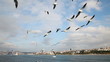 Flying seagulls. Bosphorus, Turkey