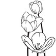 Flowers tulips