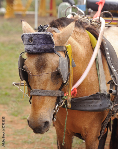 Photo: horse head horse head
