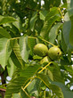 Echte Walnuss - Juglans regia