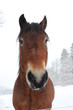 Kaltblutwallach im Schnee
