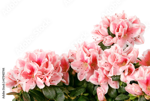 Photo: Big bouquet of pink colours. (Clipping path) Big bouquet of pink colours. (Clipping path)