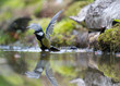Bathing