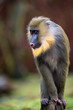 Mandrill