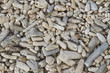 Pieces of Coral on a Beach