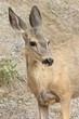 Roe Deer closeup