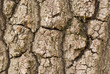 Bark of plane tree