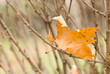 Autumn leaf