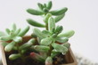多肉植物　オーロラ