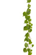 Isolated Green ivy border