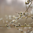 Pussy Willow Catkins