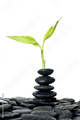 Photo: Fresh bamboo leaves with stacked of black stones Fresh bamboo leaves with stacked of black stones