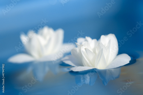 Photo: Beautiful White Jasmine Flowers Floating on Blue Water Beautiful White Jasmine Flowers Floating on Blue Water