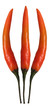 Fresh 3 orange chili pepper isolated on white background