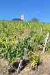 vineyard and church