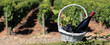 bottle of wine and grappes in basket