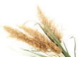 reeds, isolated on white
