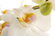 beautiful orchid, isolated on white