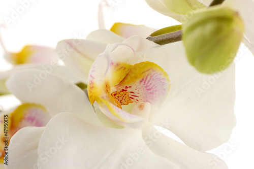 Photo: beautiful orchid, isolated on white beautiful orchid, isolated on white