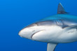 A grey shark jaws ready to attack close up portrait