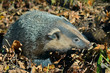 Badger 7