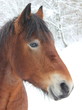 Kaltblutwallach im Schnee