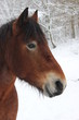 Kaltblutwallach im Schnee
